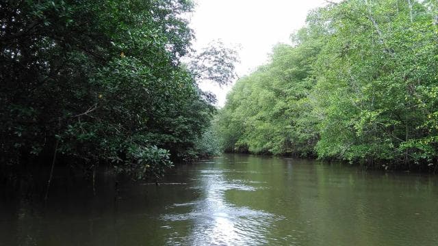 Costa Rica Mangrove Tour: Terraba National Wetlands - Uvita