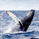 Punta Cana: Samana with Waterfall & Bacardi Island Day Trip