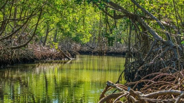 From Samana: Los Haitises Boat and Walking Tour with Lunch