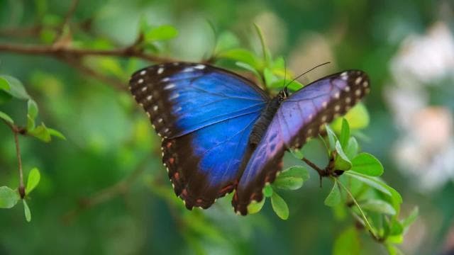 Quepos Costa Rica: Mangrove Monkey Tour