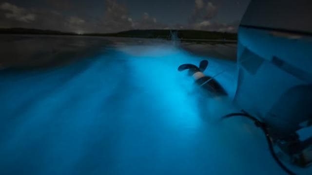 Vieques: Bioluminescent Bay Boat Tour