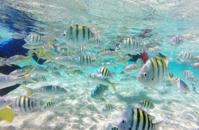 Cayo Arena: Paradise Island & Magroves Tour Private