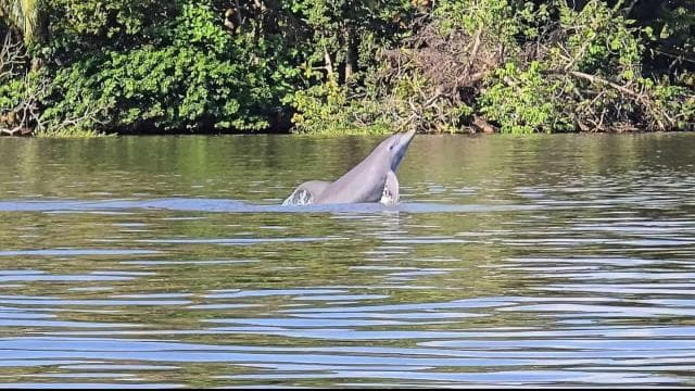 Tortuguero National Park: Canoe Tour with electric motor
