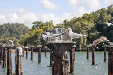 Santo Domingo: Visit Samana, Los Haitises Park, and Cayo Levantado Island - Dominican Republic