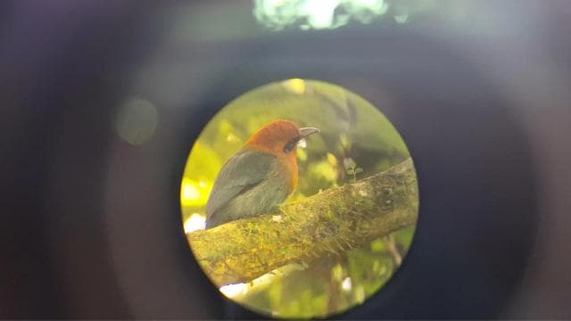 Bird Watching at Juan Castro Blanco National Park