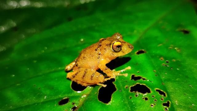 La Fortuna: Arenal Volcano Rainforest Night Tour - Dominican Republic