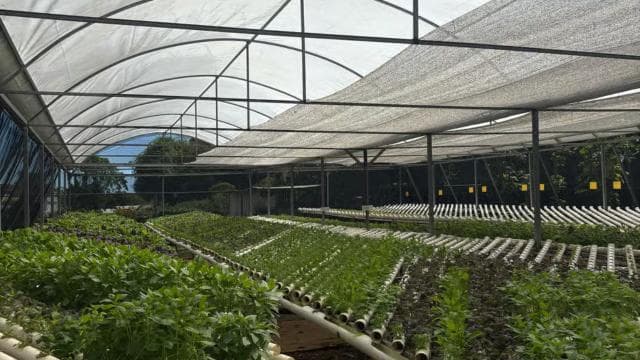 Carolina: Farm-to-Table Tasting with Lunch and Goat Milking