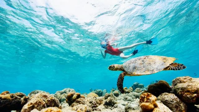 Borinquen: Underwater Magic Snorkel Adventure - Dominican Republic