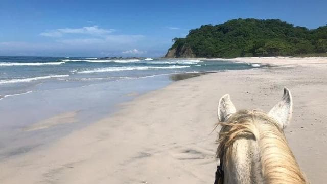 Guanacaste: Safari & Buenavista Beach Horse Riding Tour