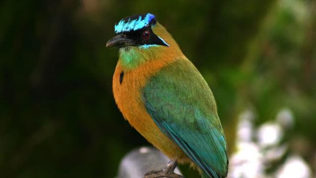Arenal Forest: Bird Observation & Photography Tour