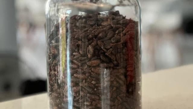 Moca, PR: Cacao Farm Walking Tour and Chocolate Tasting