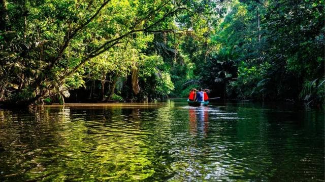 Parque Nacional Tortuguero: Las mejores cosas para hacer en Tortuguero - Photo 3 (Gallery view)