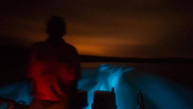 From Puntarenas: Bioluminiscence Boat Tour with BBQ & Drinks - Dominican Republic