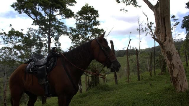 Private Horseback Riding - Río Celeste - Photo 4 (Gallery view)