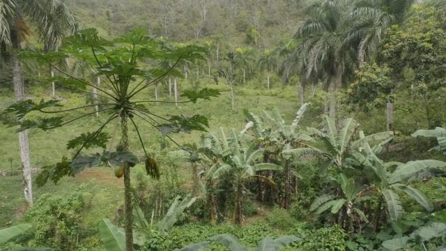 From Punta Cana: Samaná, Cayo Levantado & El Limón Waterfall - Dominican Republic