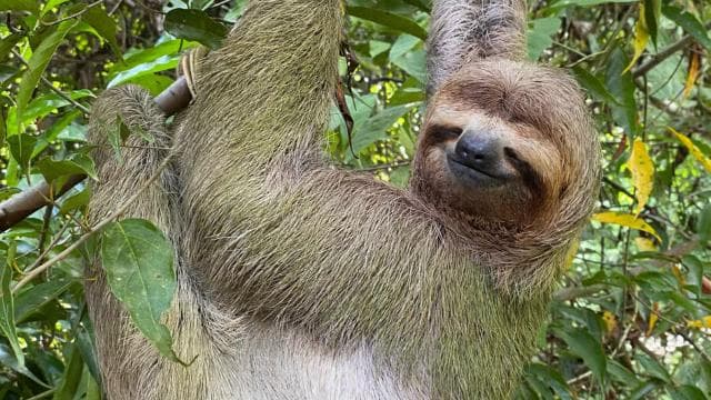 Geführte Tour durch den Nationalpark Manuel Antonio – TICKET GARANTIERT - Dominican Republic
