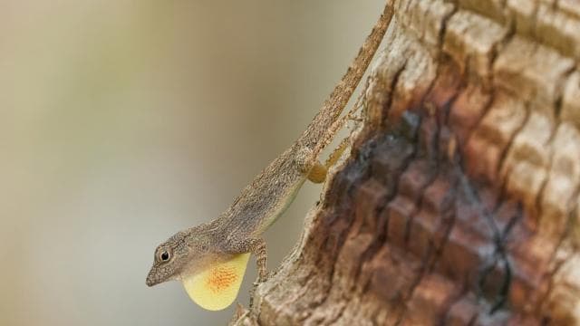 Sabana de la Mar: Private Los Haitises Hike and Kayak - Dominican Republic