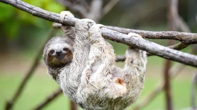 Uvita: Private Guided Tour - Sloth Watching Trail Costa Rica