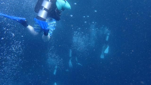 Golfito, Costa Rica: Amazing Day Wreck &/or Reef Dive Trips