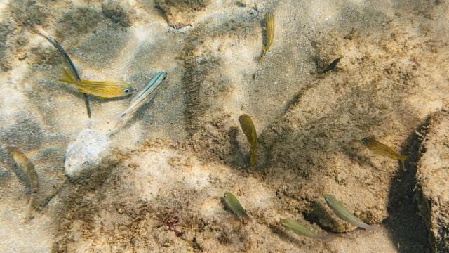 San Juan: Beginner Snorkeling Tour with Turtles and Videos
