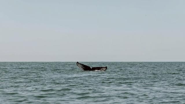 Drake Bay: Dolphin and Whale Watching Tour