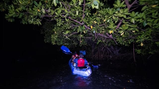 From San Juan: El Yunque Rainforest & Bio Bay Kayak Combo