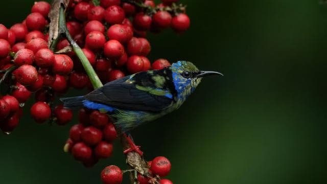 Monteverde: Half-Day Bird Watching Tour