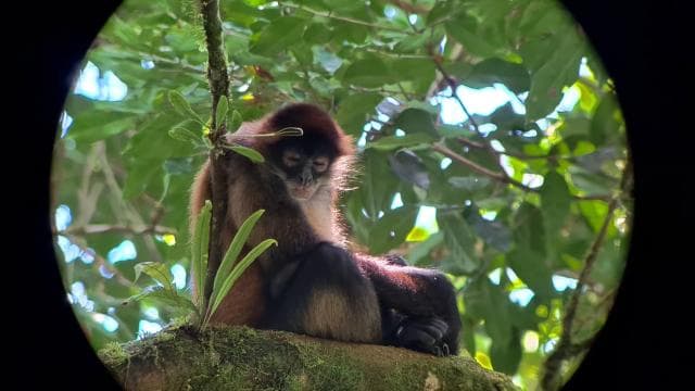 Arenal’s Best Sloth Tour: A Unique Wildlife Experience