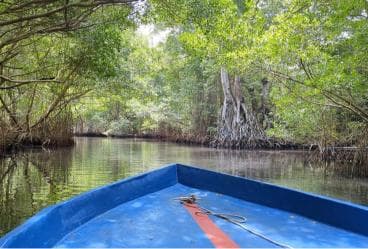 Mangove boat tour - Rio San Juan Guided 4-6 hour tour - Dominican Republic