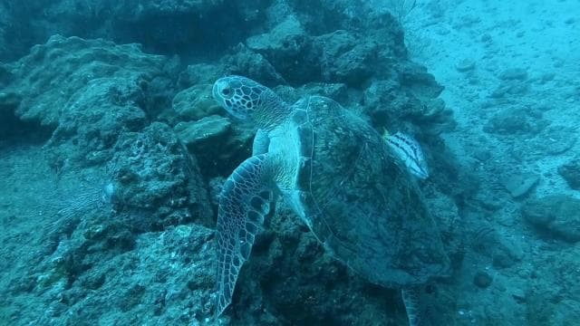 Caño Island Biological Reserve - Snorkeling or Diving