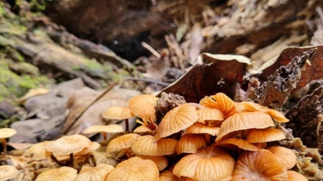 Fajardo: Rainforest guided adventure - Dominican Republic