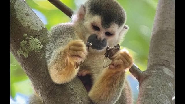 Guided tour in the jungle of Manuel Antonio National Park. - Photo 4 (Gallery view)
