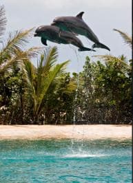 Puerto Plata: Dolphin Encounter at Ocean World