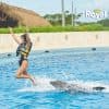 Punta Cana: Swim with Dolphins in the Pool