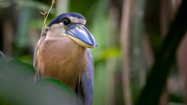 Tortuguero: Tour to the Canals in Tortuguero National Park