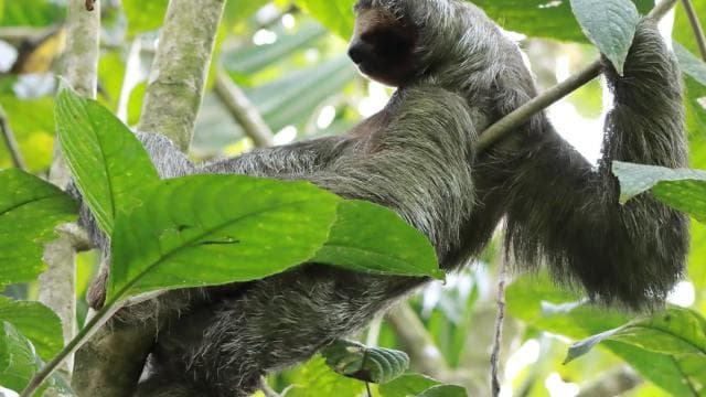 La Fortuna-Breath Taking Sloth Tour & Tortilla Experience.