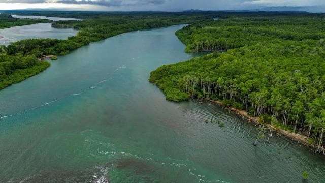 Manuel Antonio Mangrove Boat Tour - Photo 2 (Gallery view)