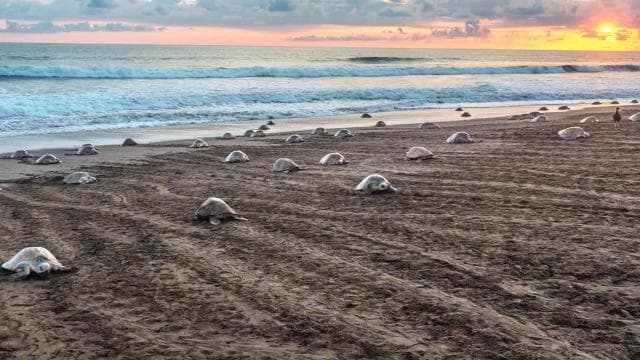 Costa Rica: Hundreds of thousands Olive Ridley Sea Turtles