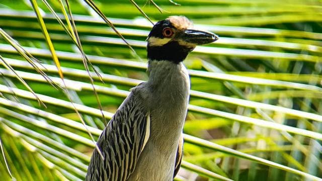 Cahuita: National Park Wildlife & Sightseeing Guided Tour