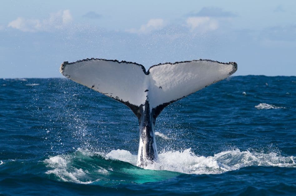 Humpback Whale Watching Experience in Samaná Bay – Half Day Tour From Miches Private 