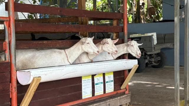 Carolina: Farm-to-Table Tasting with Lunch and Goat Milking