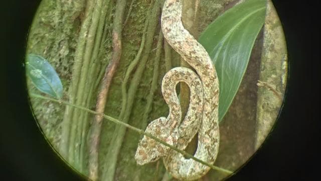 Tortuguero: Jaguar Trail Guided Hike "Feel the Rainforest" - Photo 3 (Gallery view)