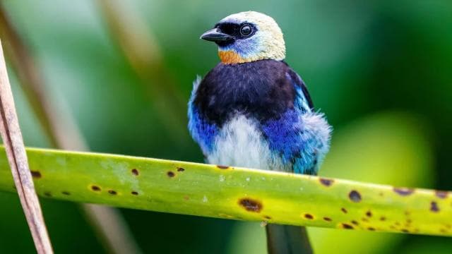 Puerto Limón: Tortuguero Canals Boat & Maratopia Garden Tour