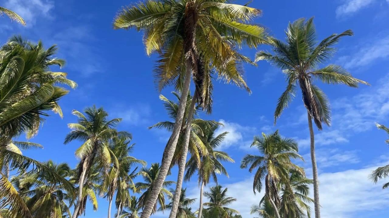 Bayahibe La Romana: Buggy Tour + rivier with Transportation