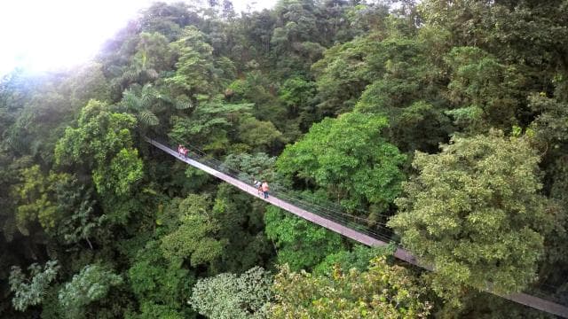 Arenal Hanging Bridges Half-Day Tour from La Fortuna - Dominican Republic