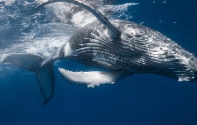 Whale Watching + Cayo Levantado