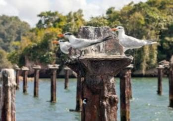 Private: Los Haitises National Park 2-Day Tour with Meals - Photo 4 (Gallery view)