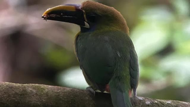 Monteverde: Exploration of the Cloud Forest - Photo 4 (Gallery view)