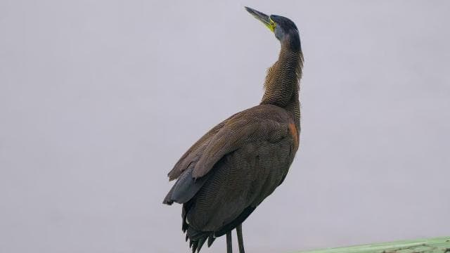 Tortuguero: KAYAK Tour in the Canals. An Unparalleled Experience