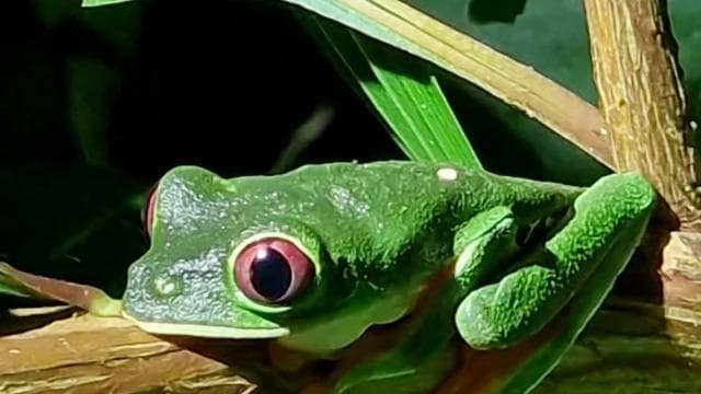 Puerto Viejo: Wildlife Night Tour in the Jungle